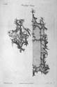 Pier Glass Mirror Frame
