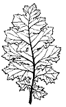 Grecian Acanthus Mollis