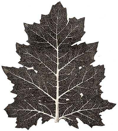 The Acanthus, full size, from a Photograph