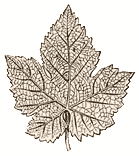 Moorish Foliage Ornament
