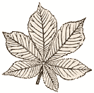 Moorish Leaf Decoration
